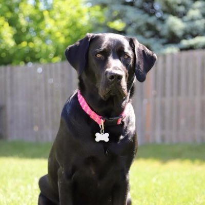 runkeprun's profile picture. Husband, Father, Avid Runner, Photographer, and Purdue Fan