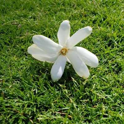 Benson_Omara's profile picture. Life is good