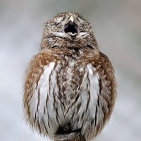 DaglarkiziReyhan (@sedef2009) 's Twitter Profile