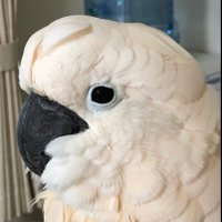 おりん (@orinsan0401) 's Twitter Profile Photo