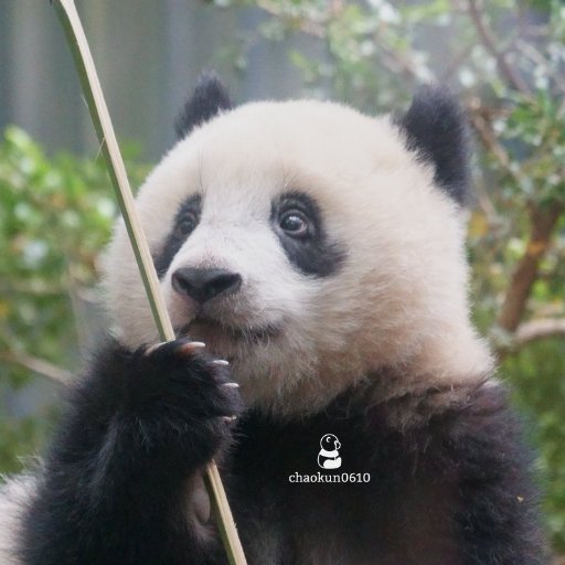 こんにちは！ パンダのシャンシャンが大好きで上野動物園に通っていました。シャンシャン撮影のために一眼カメラデビューしまして今も勉強中です。  お気軽にフォローしていただけると嬉しいです。よろしくお願いいたします。