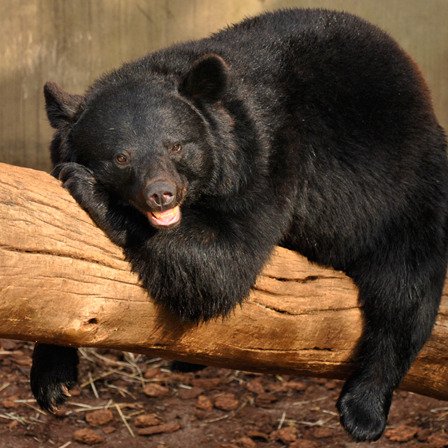 mantisakb's profile picture. ただの音楽好きの中年男 好きなバンドは沢山ありすぎて。ヘヴィメタルとプログレを中心に聴いてます。NEW ENGLAND TAI PHONG TREAT  Eclipse 今1番はまってるのがThe Uncrowned このバンドはなんかやってくれそう。