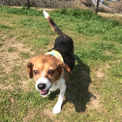 O1W43rpXFYkVOH9's profile picture. ビーグル大好き！