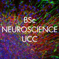 BScNeuroscienceUCC (@bscneuroucc) 's Twitter Profile