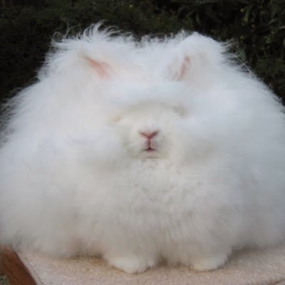 __rabbit_chan__'s profile picture. 