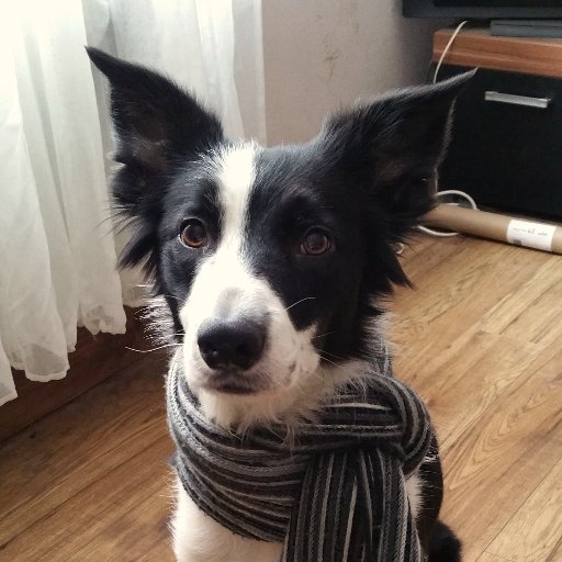 PuddingandParly's profile picture. I live in a giant casserole of nonsense.