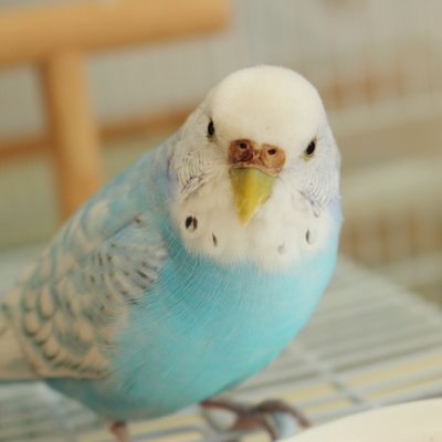 セキセイインコ岐阜県関市で迷子です On Twitter 9 4朝 岐阜県関市で
