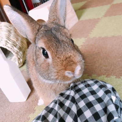 うさぎのぽんちゃんさんのプロフィール画像