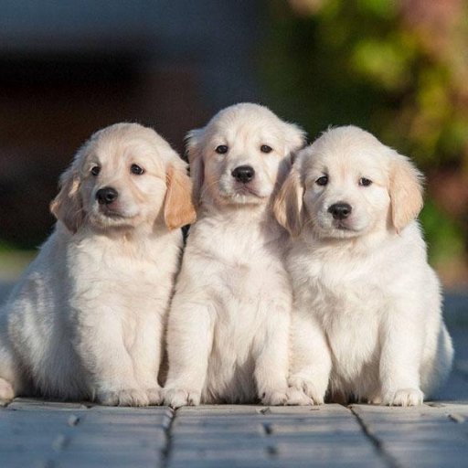 tamtam2oo's profile picture. "𝕎𝕙𝕖𝕟 𝕪𝕠𝕦 𝕒𝕣𝕖 𝕟𝕠𝕥 𝕗𝕖𝕕 𝕝𝕠𝕧𝕖 𝕠𝕟 𝕒 𝕤𝕚𝕝𝕧𝕖𝕣 𝕤𝕡𝕠𝕠𝕟
𝕪𝕠𝕦 𝕝𝕖𝕒𝕣𝕟 𝕥𝕠 𝕝𝕚𝕔𝕜 𝕚𝕥 𝕠𝕗𝕗 𝕜𝕟𝕚𝕧𝕖𝕤." 🌼🌿🌼