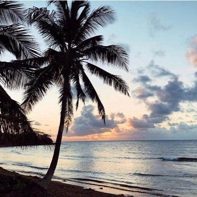 FoxofArete's profile picture. 