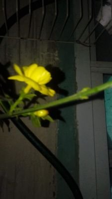 elevado4's profile picture. Estudiante de dibujo/ estudiante de psicologia/ estudiante de fengh shui/ esyudiante de arte plastica/
Guia comercial gestiones tours publicidad