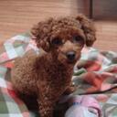 Eunjin Han - @dalkongmom - Twitter