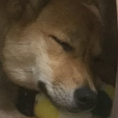CccCur's profile picture. ミスターサンズ 自称アンチカリー 過激な発言はしない