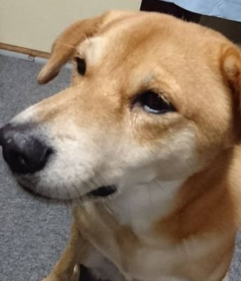 chobi26262323k's profile picture. 雑種犬をこよなく愛すB型