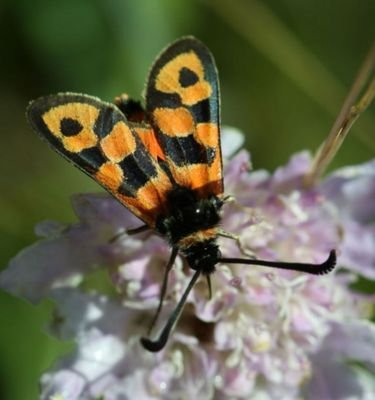 Système d'information open source de gestion et de diffusion de données de biodiversité, développé par les parcs nationaux français.
#Biodiversity #PostGIS