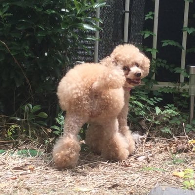 ohreey_k's profile picture. 私のセラピードックぼたんさん その場限りとパスワードを作りログイン出来ずに…私はダレ？