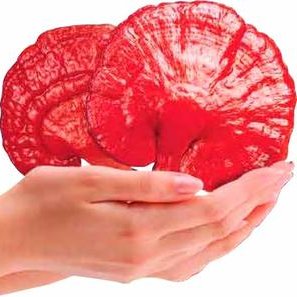 gladsto11180158's profile picture. DXN Member.Follow us🤙🤩-We empower you🗣️ to  create HEALTH💪 & WEALTH💵.  DXN offers Ganoderma🍄 based Food Supplements.💊Personal& Beauty💄.Secure your life with DXN