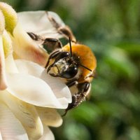 AbejasSilvestres (@abeja_silvestre) 's Twitter Profile Photo AbejasSilvestres (@abeja_silvestre) 's Twitter Profile Photo