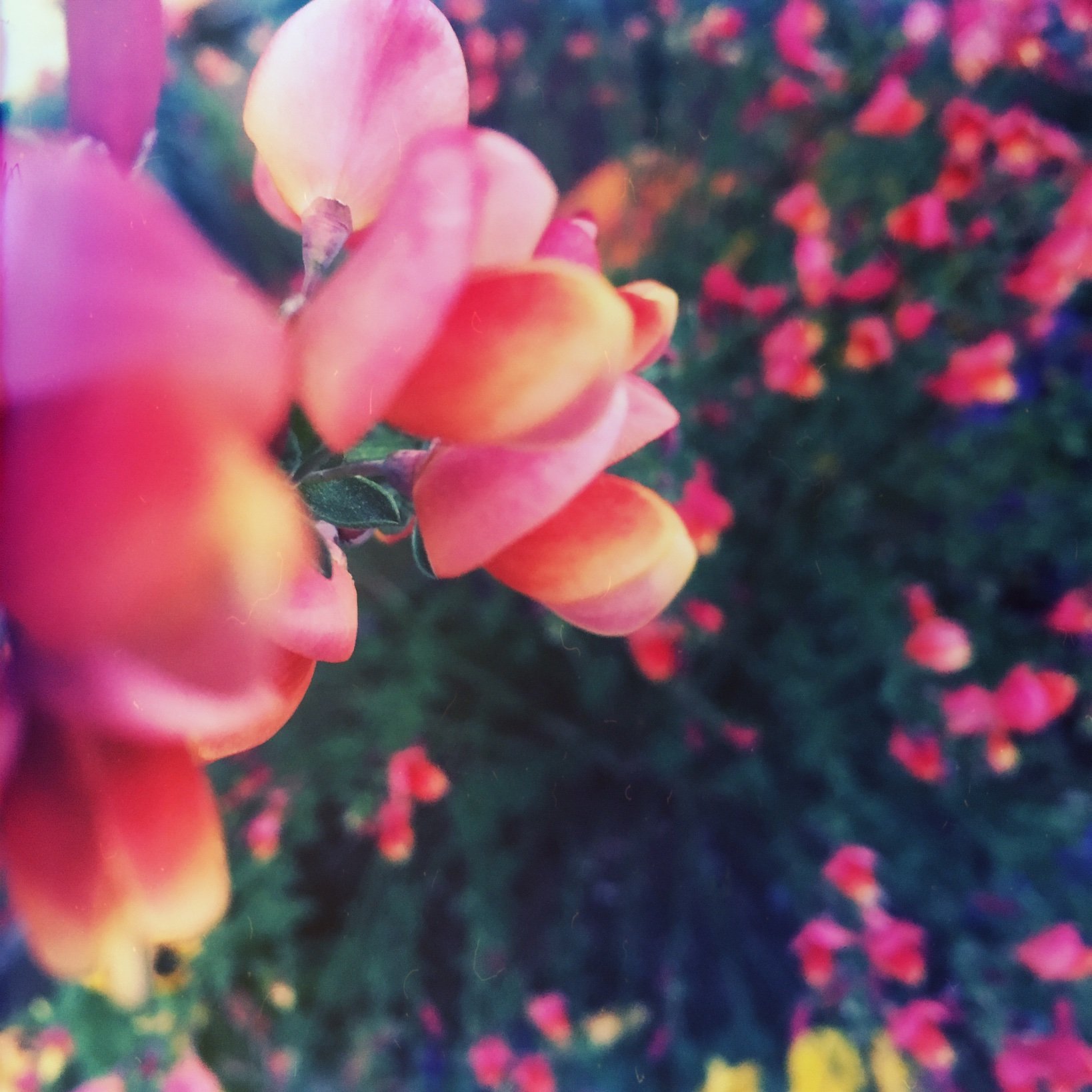 TabbyWynnwrites's profile picture. I write #contemporary & #christian #romance! I♥️ strong coffee, men who make my face hurt with laughter, & my english sheepdog, Begonia. Love is love ♥️ #2kaday