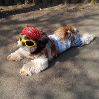 ひろせ拓(♀)🇯🇵地味にポケGO (@hirosetaku3) 's Twitter Profile