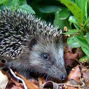 Encouraging the good folk of Hampton to be hedgehog aware and increase the number of hedgehog friendly gardens.