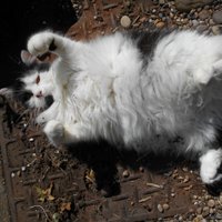 Lottie Fluffalot (@fluffylottie) 's Twitter Profile
