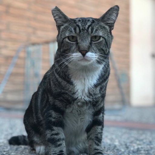 RJtheRJcat's profile picture. Meow. I'm RJ, the RJ newsroom’s resident parking lot cat. Tweet me fun facts.