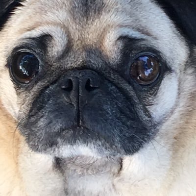 zillywilly55's profile picture. putzing around with getting older while playing around