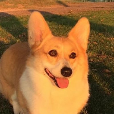 Caretaker of Corgiville Ranch, Animal advocate, Traditional Foxhunter, political junkie. Middle School Mathematics Educator. Kamala fan.