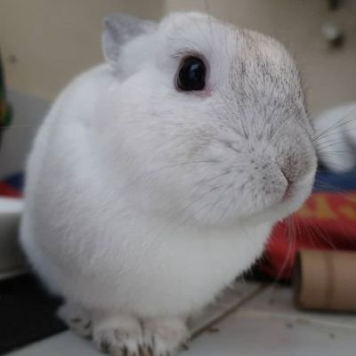 ArbucklesMagic's profile picture. Hello 🤗🐰
 I am 'ARBUCKLE' and these are My Adventures with My Magic Mirror.
Follow My Adventures on Instagram. Over 20 Adventures