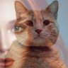 MillicentHux1's profile picture. Parody/RP.  Millicent.  First Order Cat.  She loves her daddy, @Justasuseless. 🐾 Transforms into human.  #SWRP Fan account, not affiliated with anyone.  #ᴍᴀᴛʀɪx