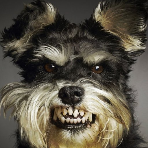 scouseleftie's profile picture. The angry teeth are photoshopped on.  Cuddly puppy really.  Retweets are for discussion, not necessarily endorsements.  #JC4PM