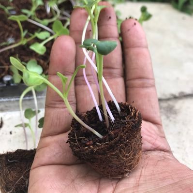 Factory Direct Supplier of 100% Natural coconut Coir, Coir pots, micro green grow pads, and Coir mats https://t.co/8yE28BjucG 469-601-8201 Pickup your pallet today!