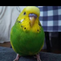 hyde.haru.m🕊 (@hydeharum1) 's Twitter Profile Photo hyde.haru.m🕊 (@hydeharum1) 's Twitter Profile Photo