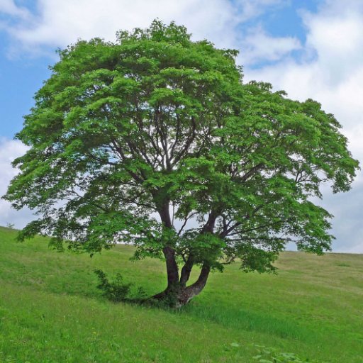 岩手県立大学で里山の植生・植物の研究をしています。最近は砂浜や津波浸水域の湿原の植生復元に関わる研究にも力を入れております/植生学・景観生態学/作業着系ゼミ
https://t.co/EDFOeqRXrg