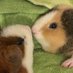 Two Furry Potatoes (@piggiemoods) Twitter profile photo Two Furry Potatoes (@piggiemoods) Twitter profile photo
