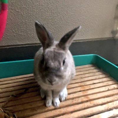 天瀬ひみかさん、ホルス様を信じて応援しています!聖三活動 自然 動物 環境 30代女性 1児の母親です。