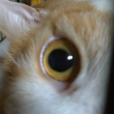 はるさと＊低浮上さんのプロフィール画像