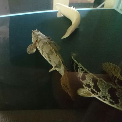 Polypterus18827's profile picture. もーいい