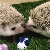 チャグム♂とエリン♀🦔 (@chagm0218) 's Twitter Profile
