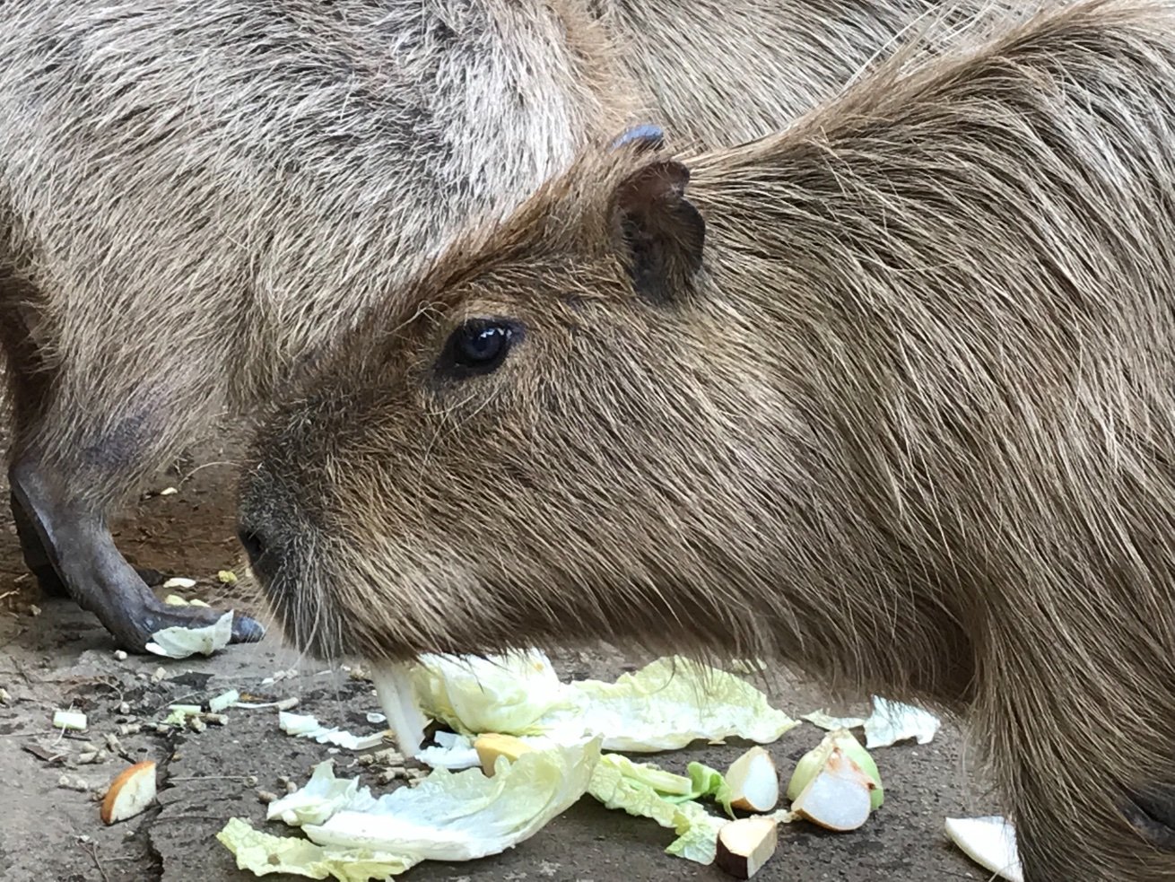 カピバラが好きです。王子動物園に住みたいです。爪切りが苦手。