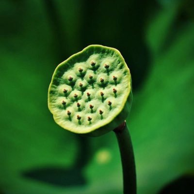 Personal Tweets but work as Research Collections Manager @TheBotanics #plants #horticulture #photography #science #nature