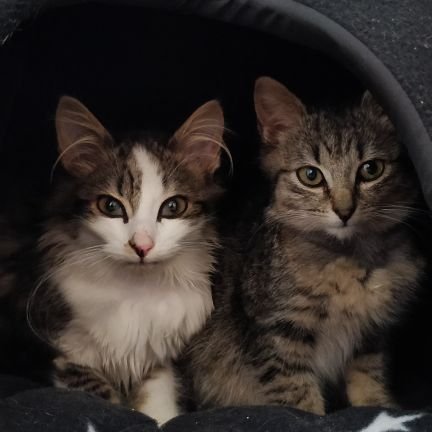 Baker and Ford, brothers. Rescued Sept '18.
Live in The House of Gideon, Est 2016.
Founded by Gideon (2015-2018)
Run by humom, full time Chief of Staff