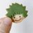 GURUMI___GUMI