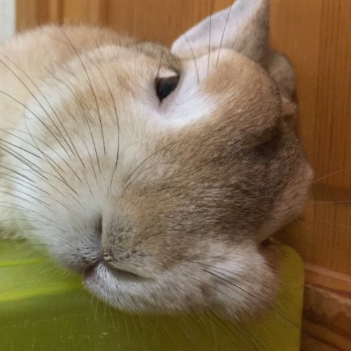 うさぎ屋さんのプロフィール画像