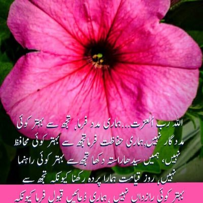 asif4363's profile picture. 