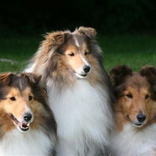 Ban #mRNA vaccines in livestock & pets!
NRA MAGA VoterID
America First!
Ban DEI
Ban Islam