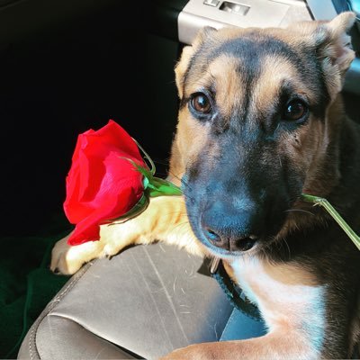 playboyfreud's profile picture. insta: @ohmeeeed