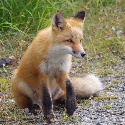 まる On Twitter 博物フェス こうもり屋 Oichi6711 さんとおばけ ねこ Wao Neko さんの蝙蝠ちゃん ズ ウサギ コウモリ2匹とコキクガシラコウモリ 素敵なイラストと立体 W 生きてる コウモリ可愛い 博物ふぇす 博物ふぇす収穫祭 博物ふ