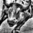 JULIAN_BOLADO's profile image